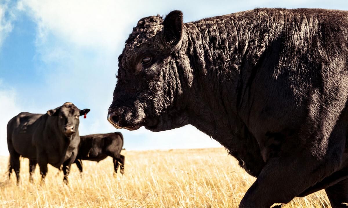 CC Bulls on Pasture